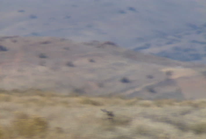 A group of wild horses in the mountains near Reno, Nevada.