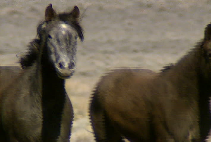 A group of wild horses in the mountains near Reno, Nevada.
