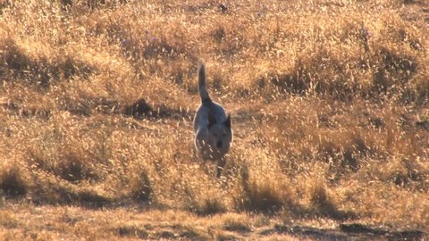 Dog runs towards camera in open field  Not real sharp but good b-roll footage (HD)