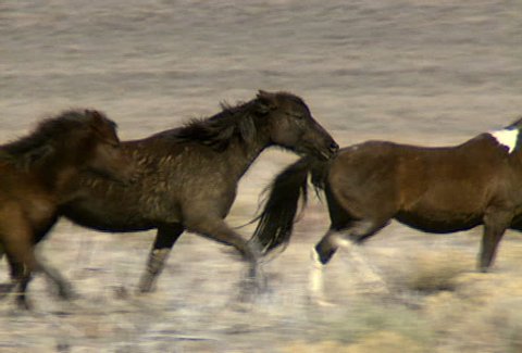 A group of wild horses galloping in the mountains near Reno, Nevada.