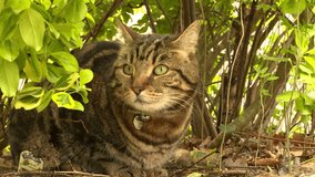 Cat sat in garden looking alert