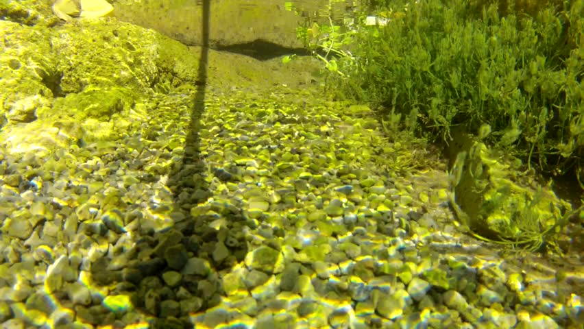 A beautiful clear ground spring with vegetation called Cascade Springs