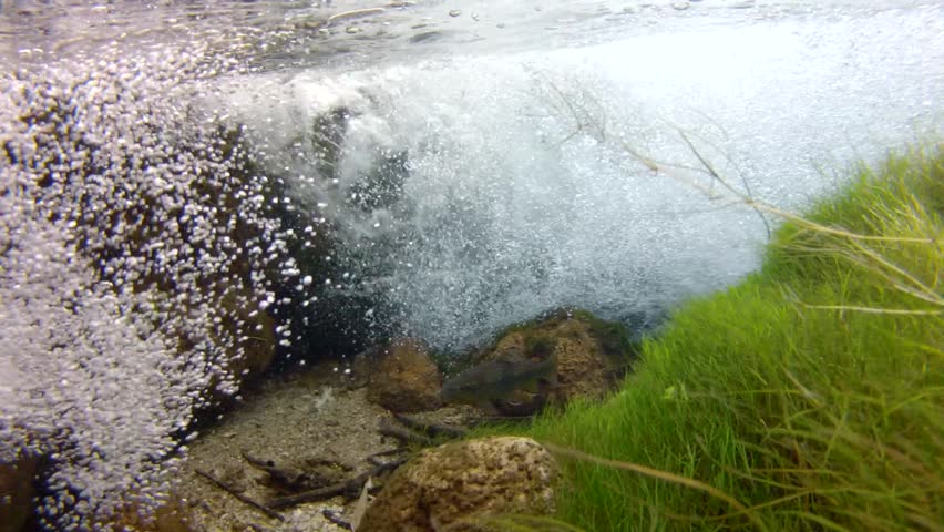 Fish swimming below waterfall in clear brook