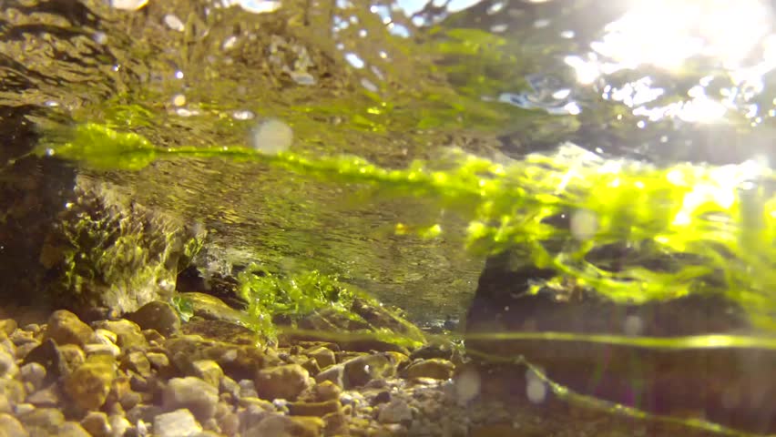A beautiful ground spring underwater shot with its vegetation and clear water