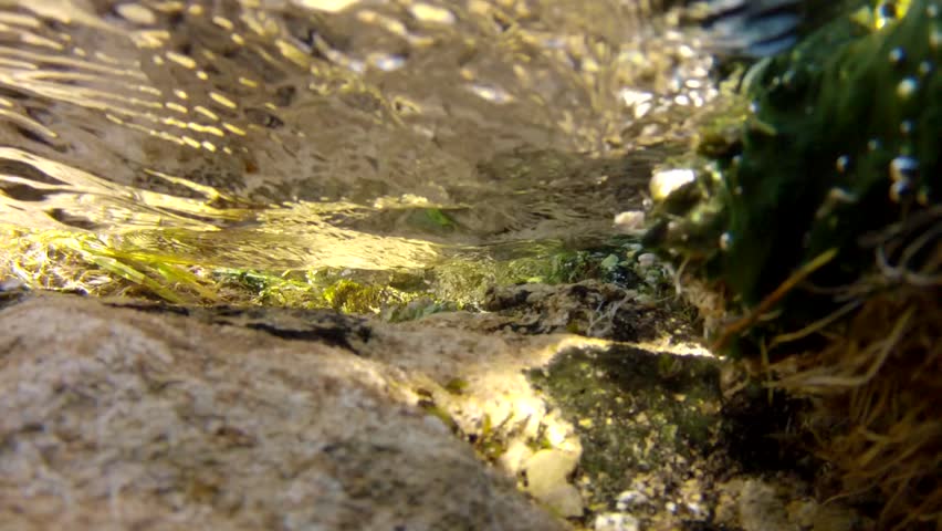A beautiful ground spring underwater shot with its vegetation and clear water