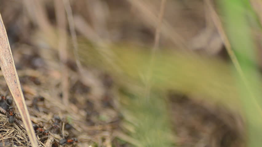 Ants on an anthill closeup, dolly shot