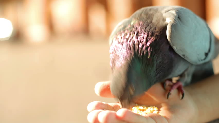 Pigeons eat out of a hand in the city 