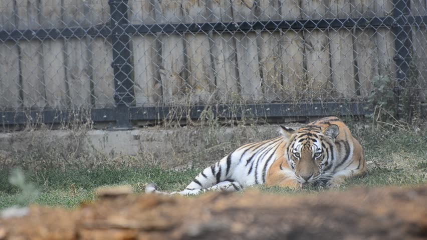 Siberian Tiger Relaxing after meal - Stock Video