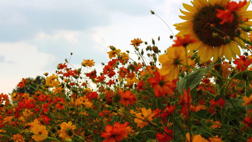 Sunflowers Stand Tall in a Stock Footage Video (100% Royalty-free ...