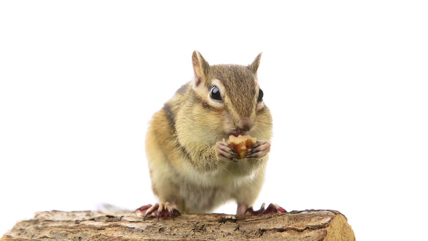 Chipmunk eating walnuts on a tree stump, isolated white background.