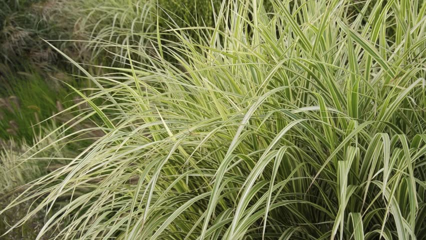 Chinese Silver Grass Miscanthus Sinensis Stock Footage Video 100 Royalty Free Shutterstock