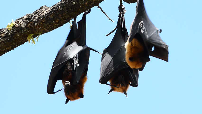 Flying Fox - Huge Bat Stock Footage Video (100% Royalty-free) 4738487 ...