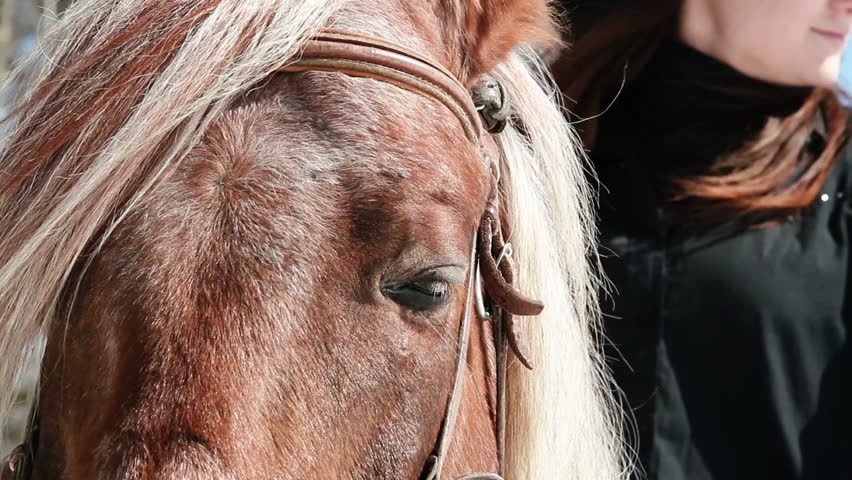 horse muzzle close-up outdoors