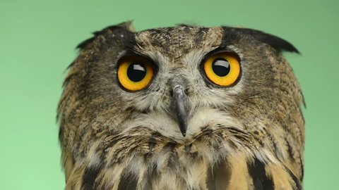 Close-up of an Eurasian eagle owl looking around, green key
