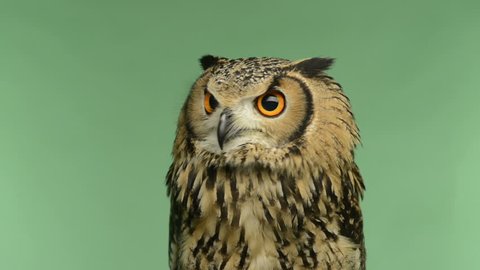 Close-up of a Indian Eagle Owl looking around, green key