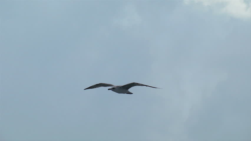 Seagull flies in the sky