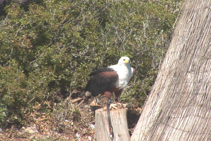 NTSC: Bald eagle - chained
