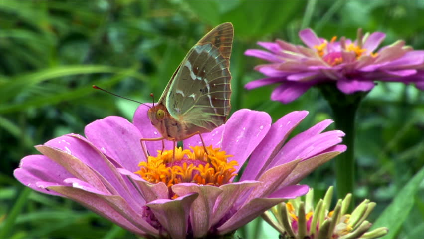 butterfly on the flower. zoom out