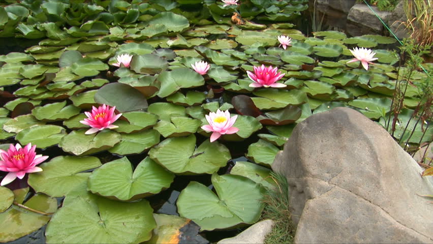 Red and white water-lilies in a pond