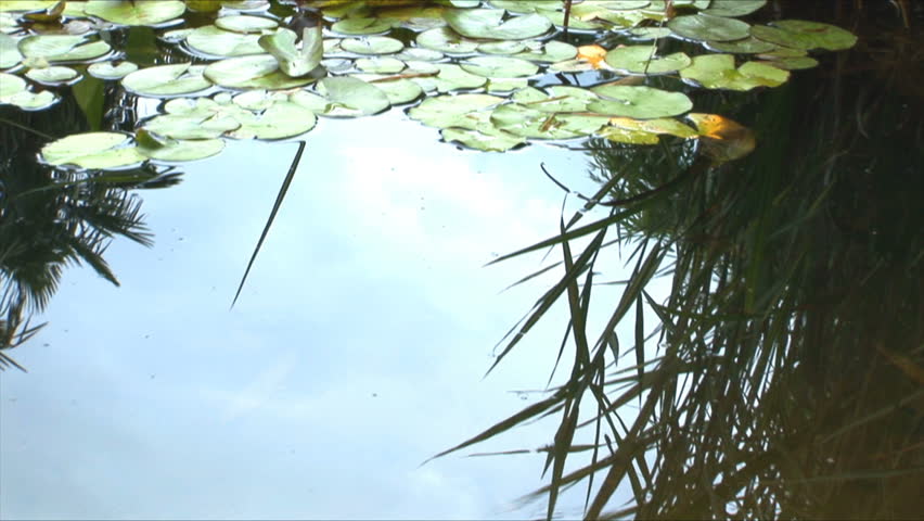 Violet and yellow flower in the garden zoom