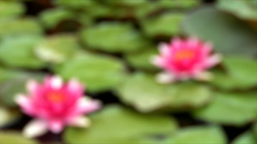 Red water-lilies in a pond