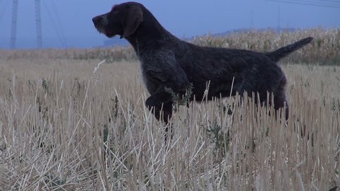 A German Shorthaired Pointer retriever fetches a quail for hunters.