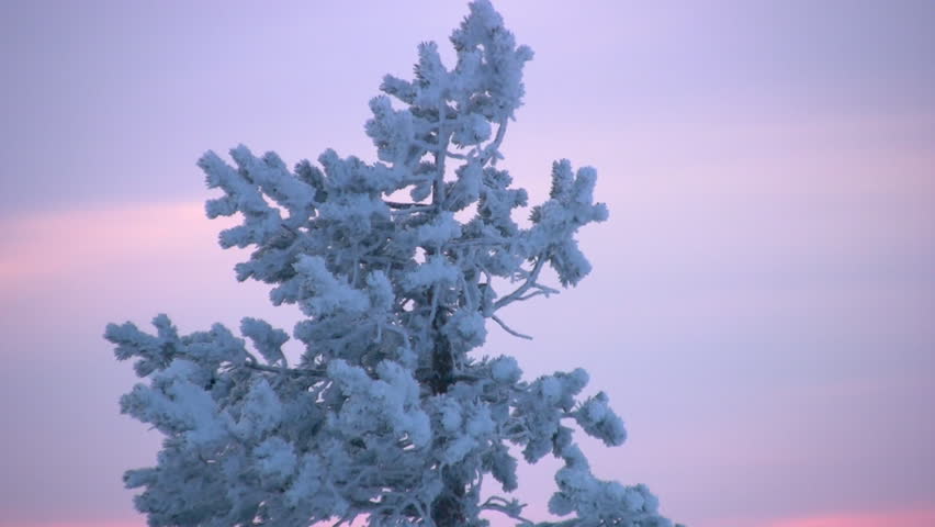 Pine filled up by snow at top of a mountain. A kind from height of the bird's
