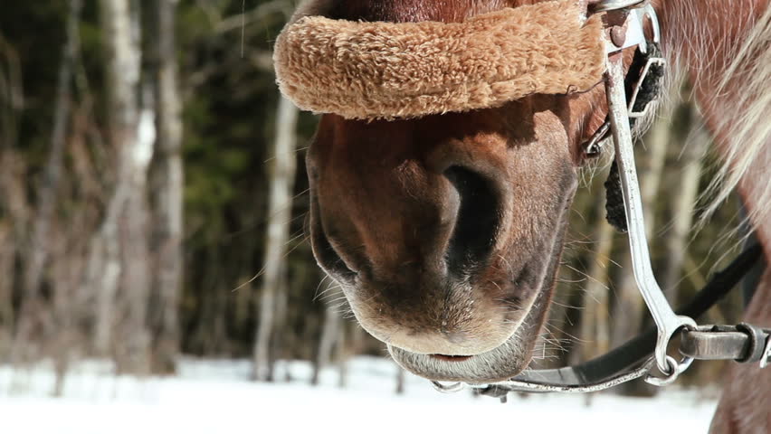 horse muzzle close-up outdoors