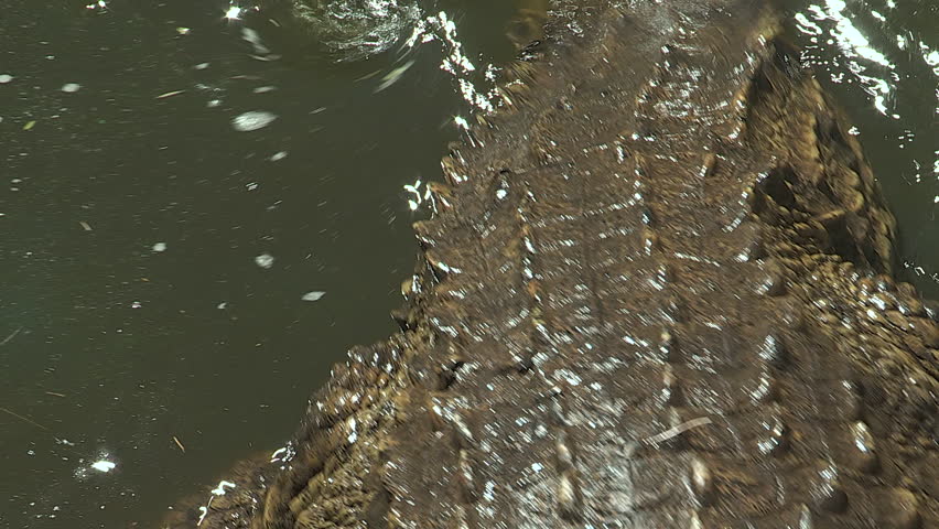 Crocodile climbing out of water, close up on wet scales