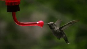 Hummingbird 7 Fly away