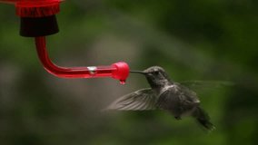 Hummingbird 8 Fly away Slow motion 1/10