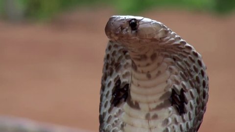 Attack of Indian cobra (Naga naja)