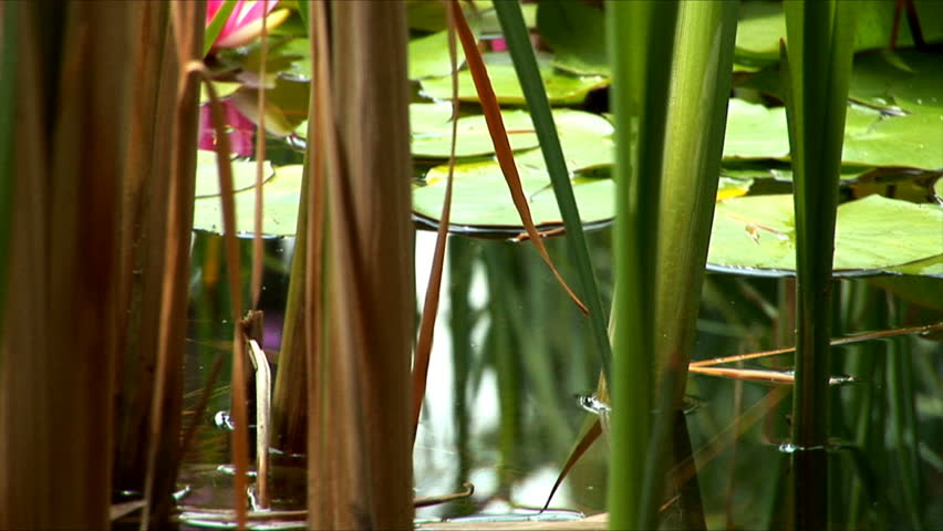 Pink, red and yellow water-lilies in a pond cam pan