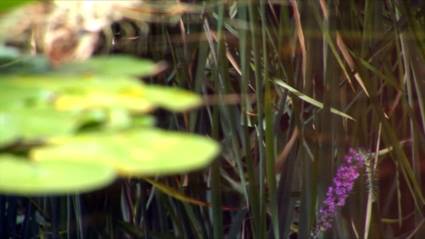 Dragonfly flies by near water-lilies in a pond