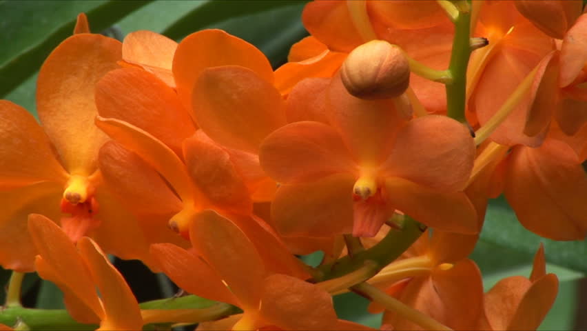Beautiful  orange orchids in a garden