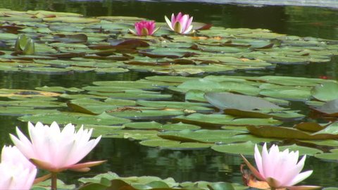 Frog sits in a pond among water-lilies.
