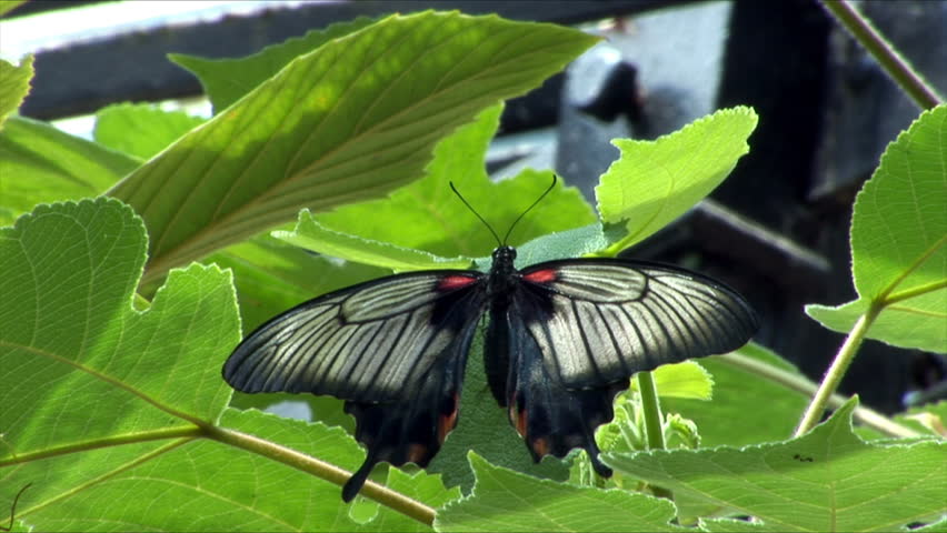 Butterflies sit on a leaf