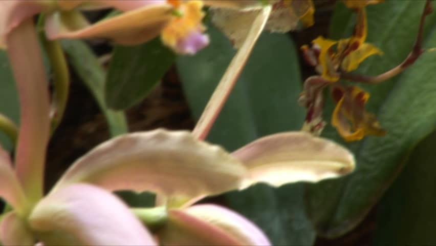 Tigra orchids in a garden