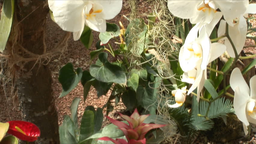 White orchids in a garden