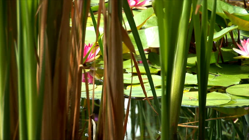 Water-lilies in a pond. Cam pan.