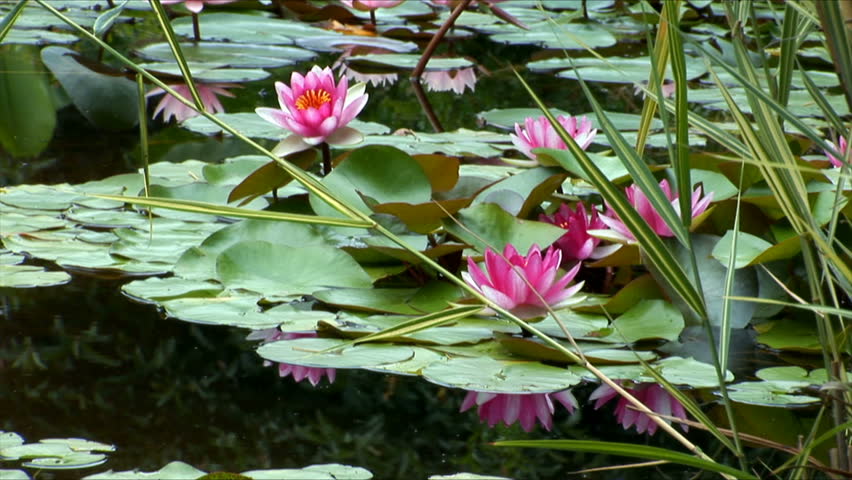 Pink and yellow water-lilies in a pond static