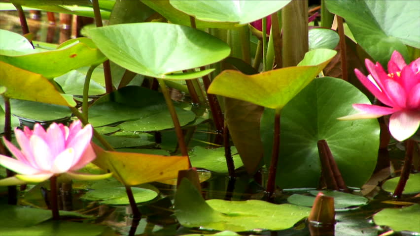 Cane and water-lilies in a pond