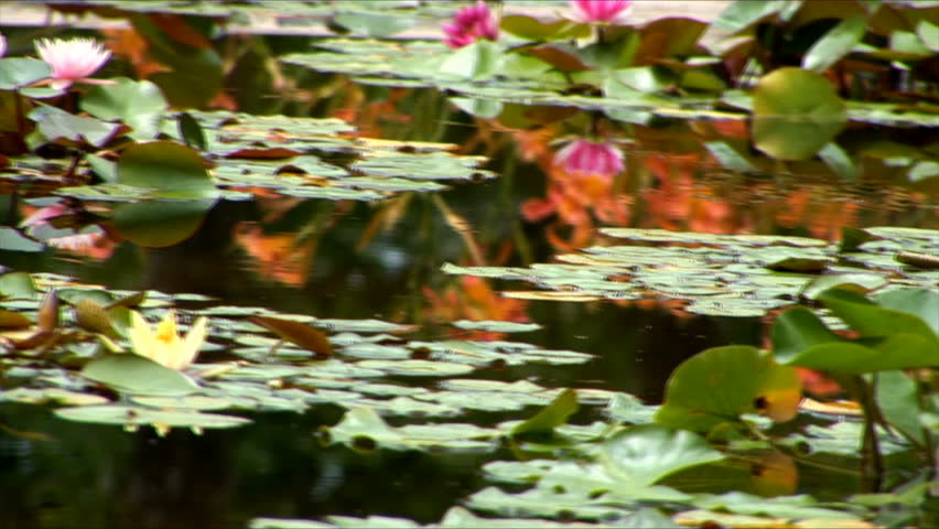 Pink and yellow water-lilies in a pond. cam pan