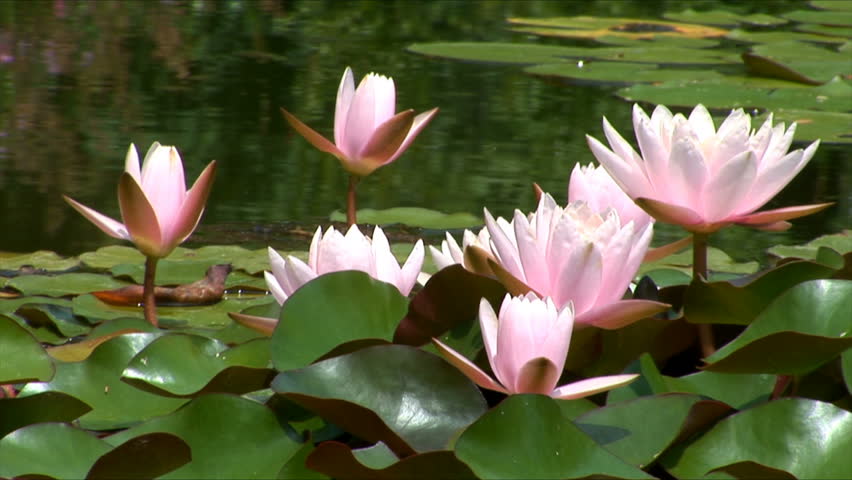 Pink water-lilies in a pond static
