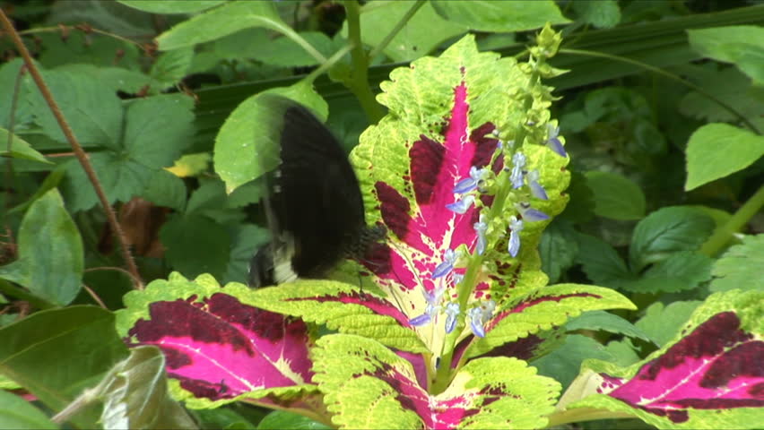 Butterflies sit on a plant