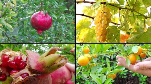 fruit harvest, collage