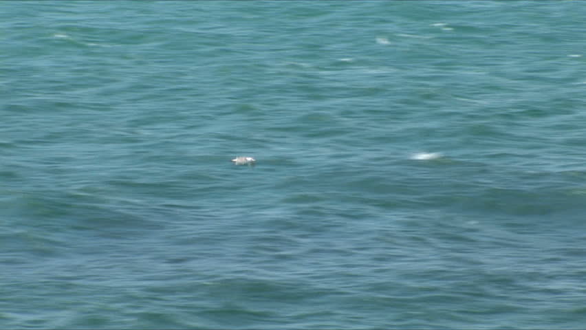 A seagull looks for food