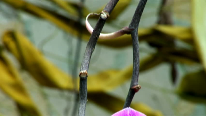 Orchids in a garden