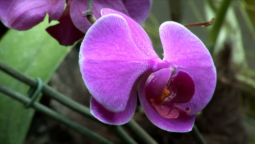 orchids in a garden