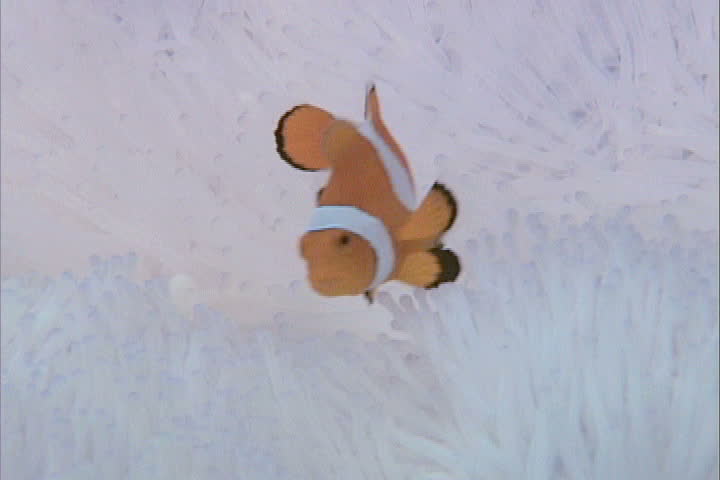 Clownfish